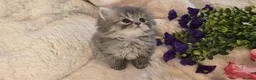 Persian cats for sale: Beautiful Persian babies ready now   - Advert 24