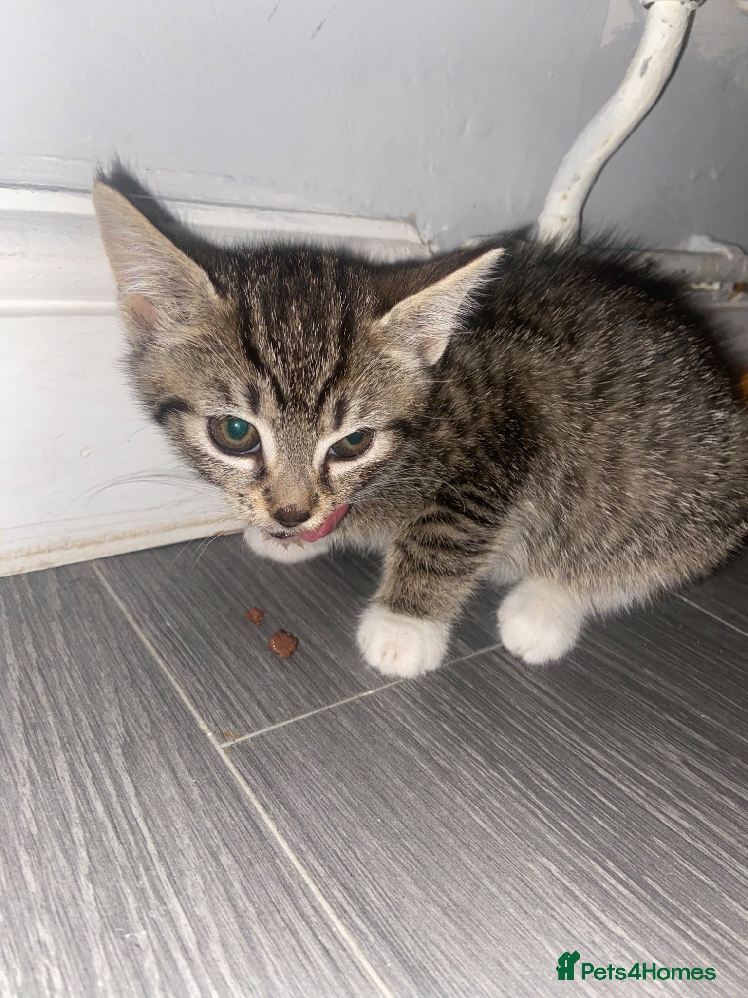 Mixed Breed cats Beautiful female tabby kitten - Advert 1