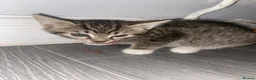 Mixed Breed cats for sale: Beautiful female tabby kitten - Advert 1