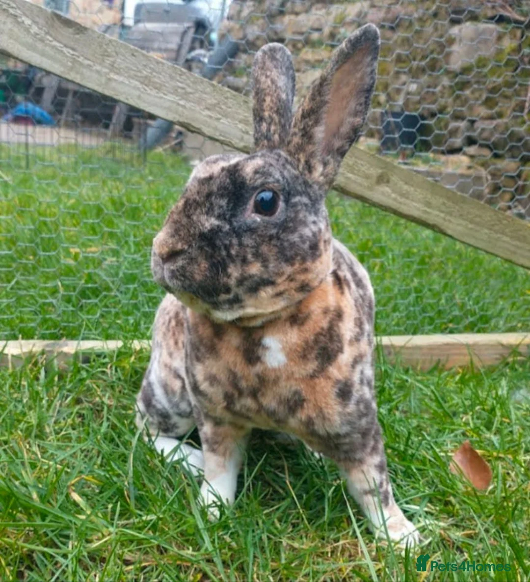 Rex rabbits for sale: Spayed mini rex doe looking for new home - Advert 5