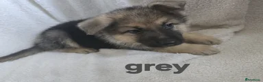 German Shepherd 4