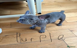French Bulldog dogs for sale: Only 1 girl left  - Image 8