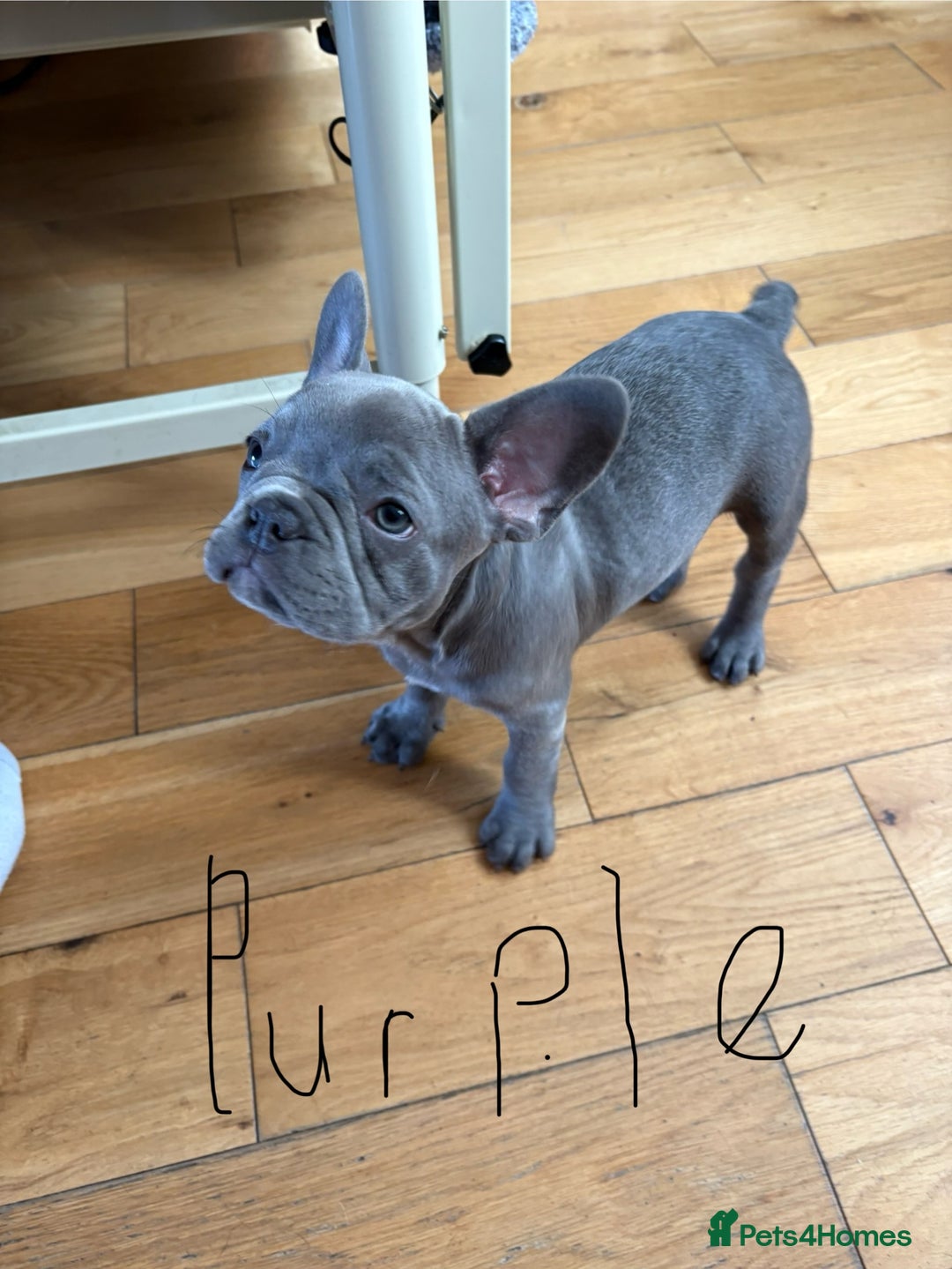 French Bulldog dogs for sale: Only 1 girl left  - Image 8