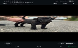 Cane Corso dogs for sale: Last 3 of the 10 cane cane corso puppys left  - Image 20