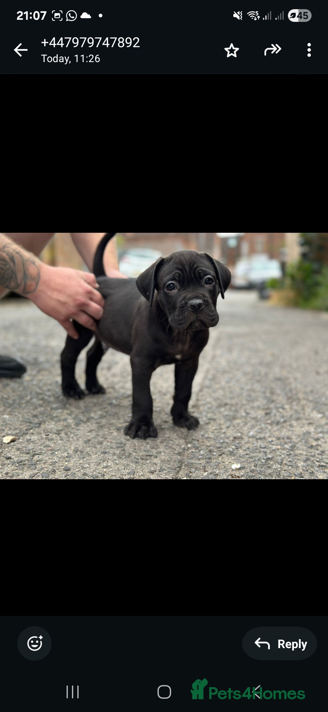 Cane Corso dogs for sale: Last 3 of the 10 cane cane corso puppys left  - Image 20