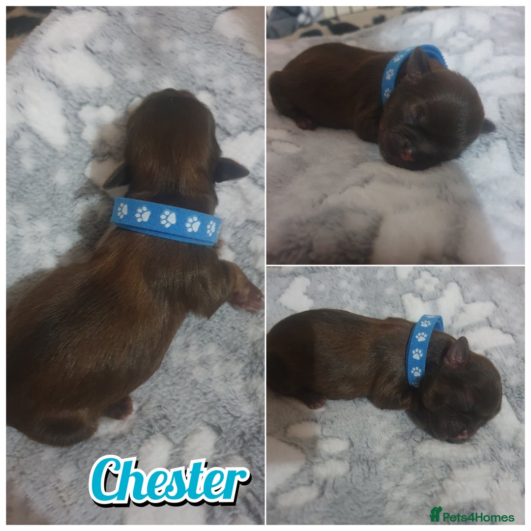 Shih Tzu dogs for sale: 4 Shih tzu puppies - Advert 6