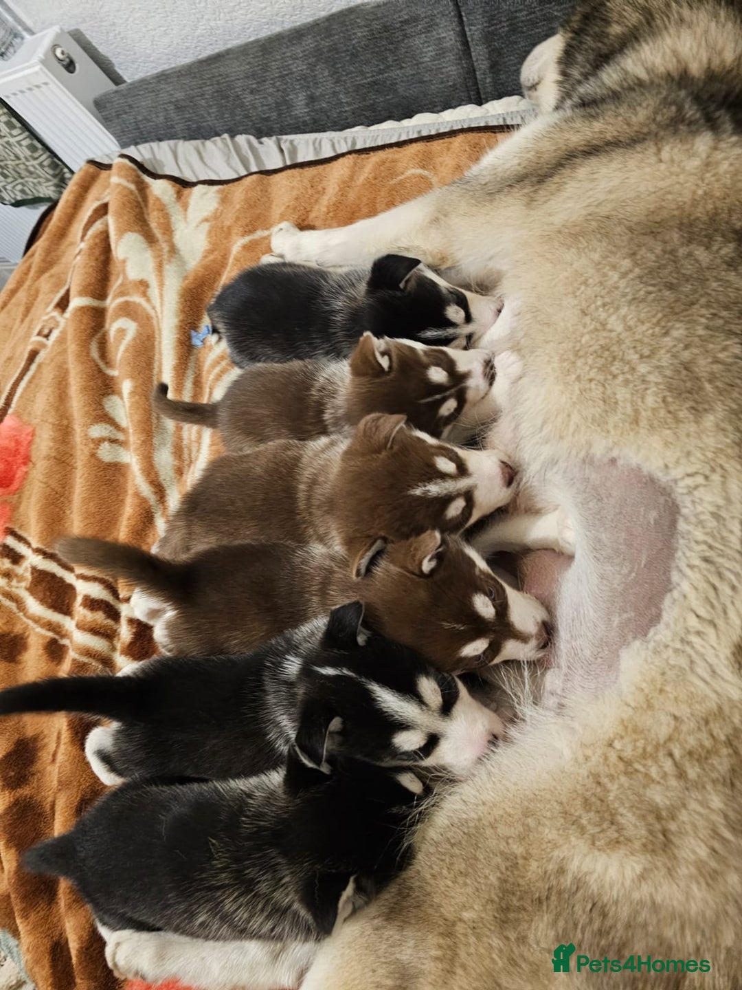 Siberian Husky dogs for sale: Stunning Husky puppies  - Advert 2