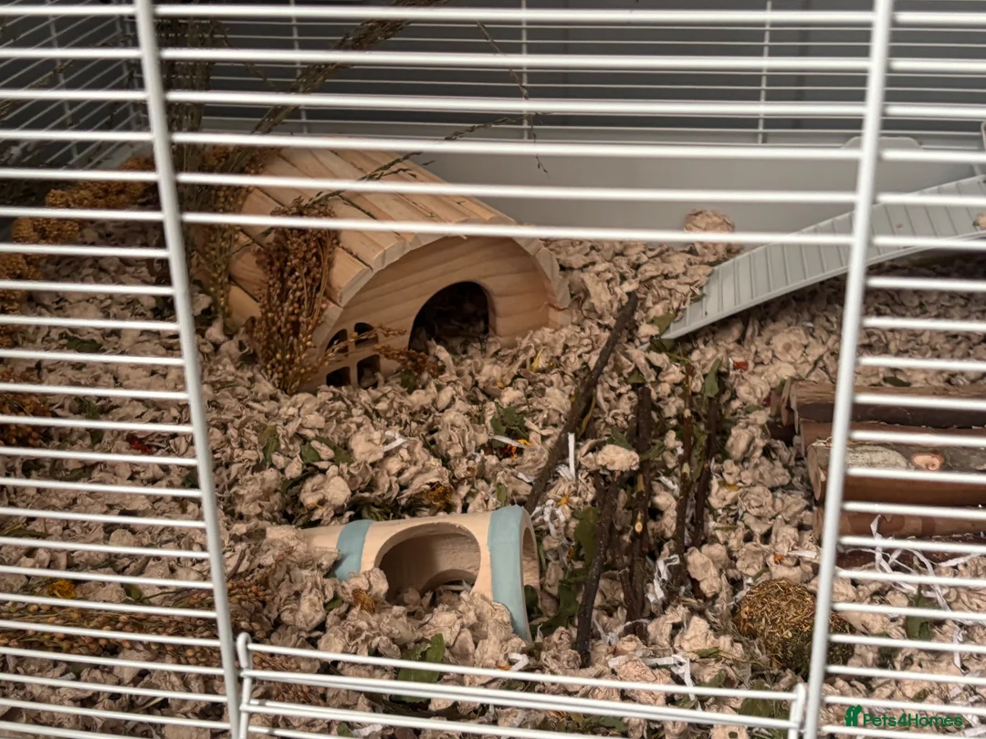 Hamster rodents for sale: Female Dwaf Hamster in Chester - Advert 2