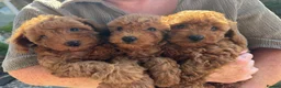Poochon dogs for sale: Beautiful Red Poochon Girls ❤️ in Sevenoaks - Advert 6