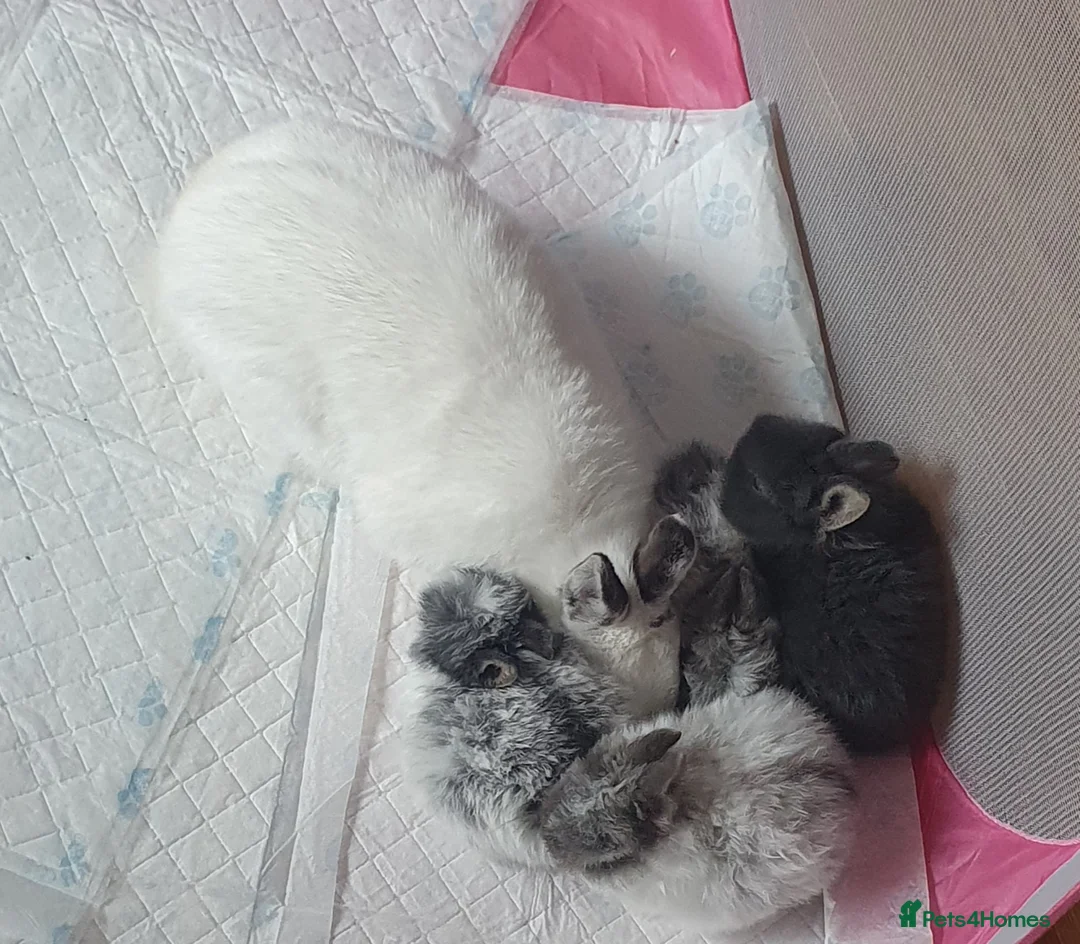 Netherland Dwarf rabbits for sale: 4 Beautiful Netherland Dwarf Buns in Pinner - Advert 4