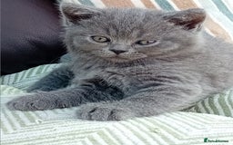 British Shorthair cats for sale: Beautiful British short-hair kittens  - Image 20