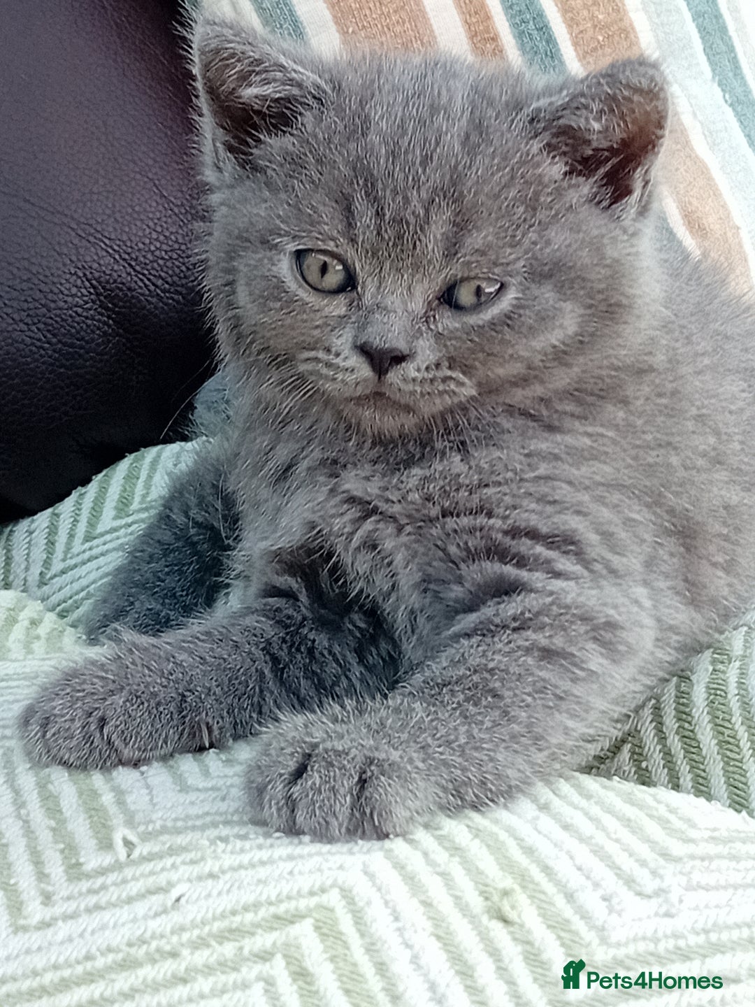 British Shorthair cats for sale: Beautiful British short-hair kittens  - Image 20