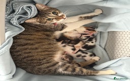 Mixed Breed cats for sale: 5 female kittens for sale  - Image 14