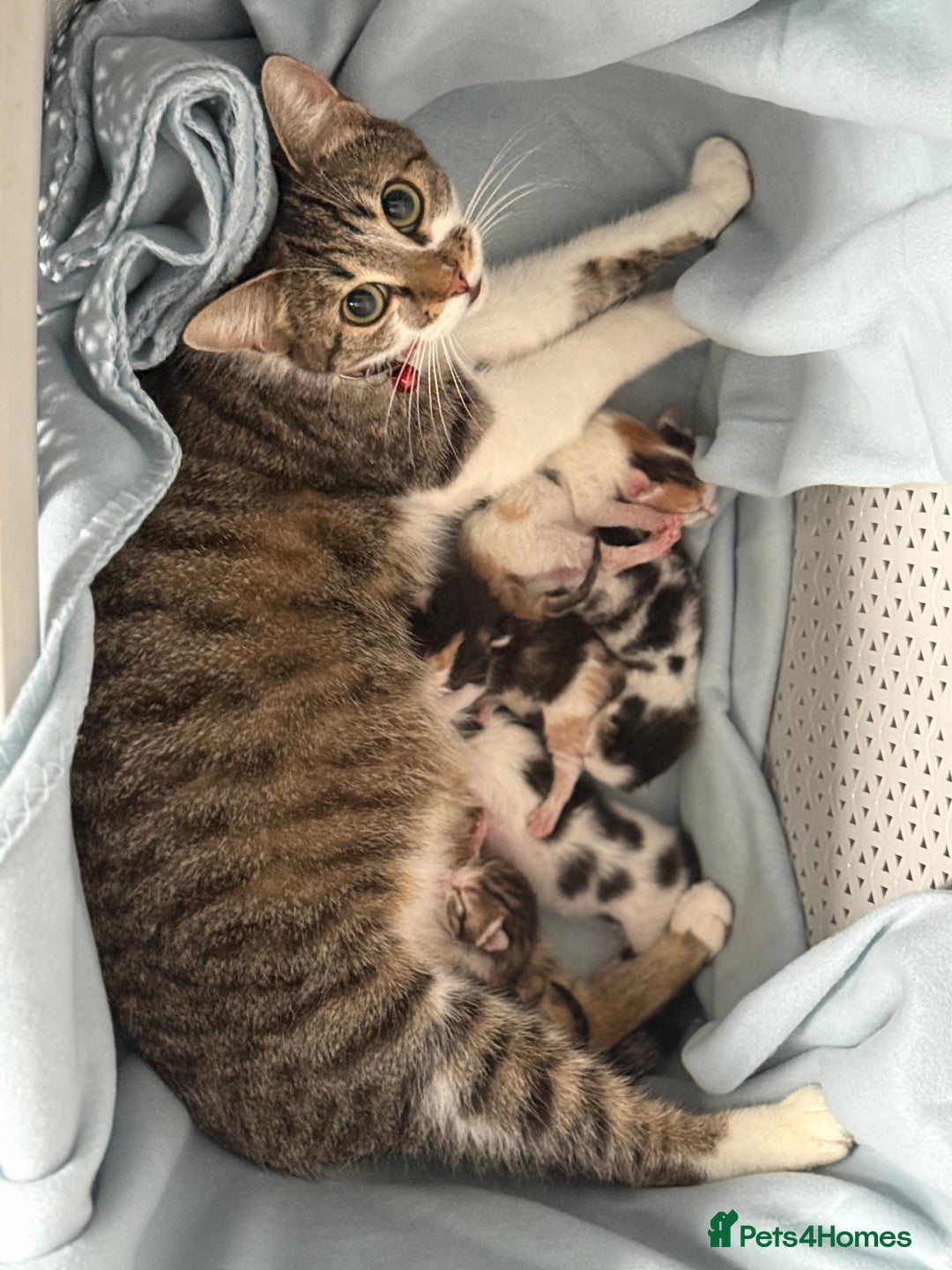 Mixed Breed cats for sale: 5 female kittens for sale  - Image 14