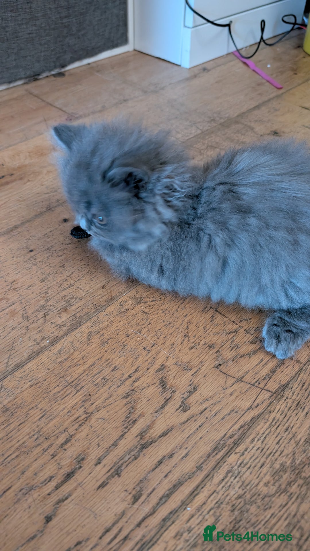British Longhair cats for sale: Male British Blue Longhair - Image 4