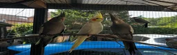 Cockatiels birds for sale: Baby Cockatiel’s in Ilkeston - Advert 2