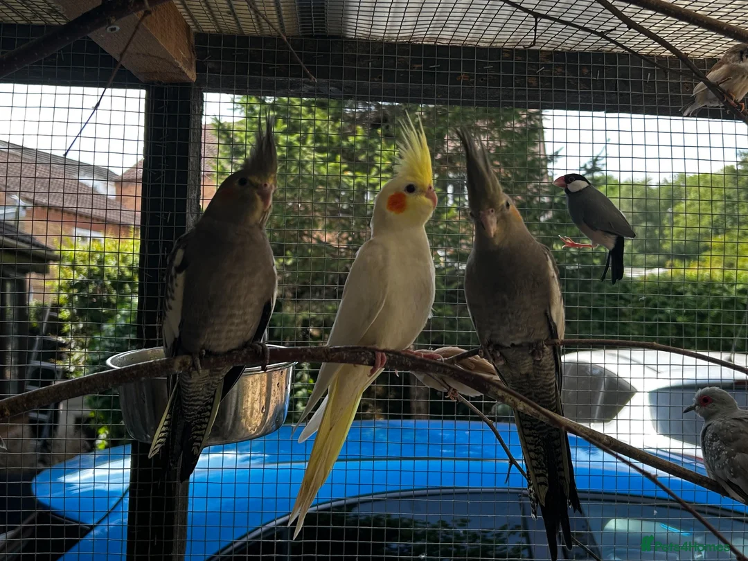 Cockatiels birds for sale: Baby Cockatiel’s in Ilkeston - Advert 2