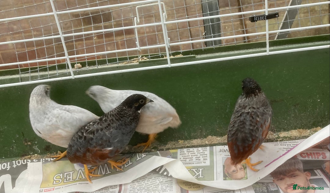 Quail poultry for sale: Chinese Painted Quails  - Advert 1