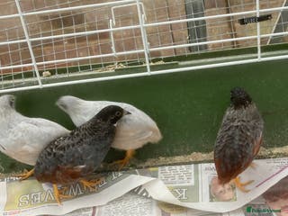 Quail poultry Chinese Painted Quails - Advert 1