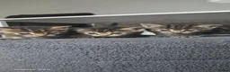 Mixed Breed cats for sale: 5 Beautiful Persian Cross Kittens - Advert 10