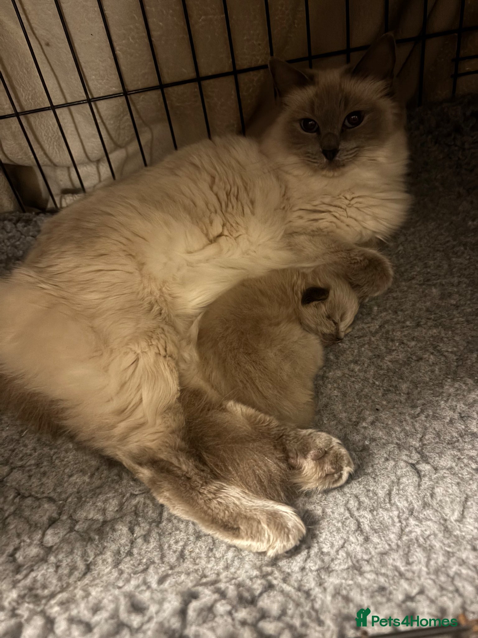 Ragdoll cats Ragdoll kitten  - Advert 3