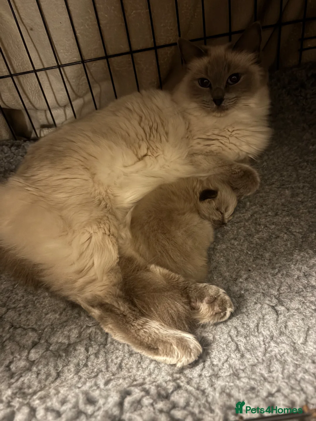 Ragdoll cats for sale: Ragdoll kitten  - Advert 1