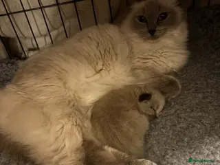 Ragdoll cats Ragdoll kitten - Advert 4