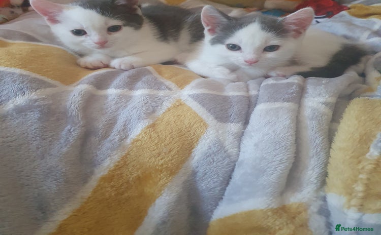 Mixed Breed cats - Advert 10