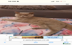 British Shorthair cats for sale: British shorthair kittens  - Image 1