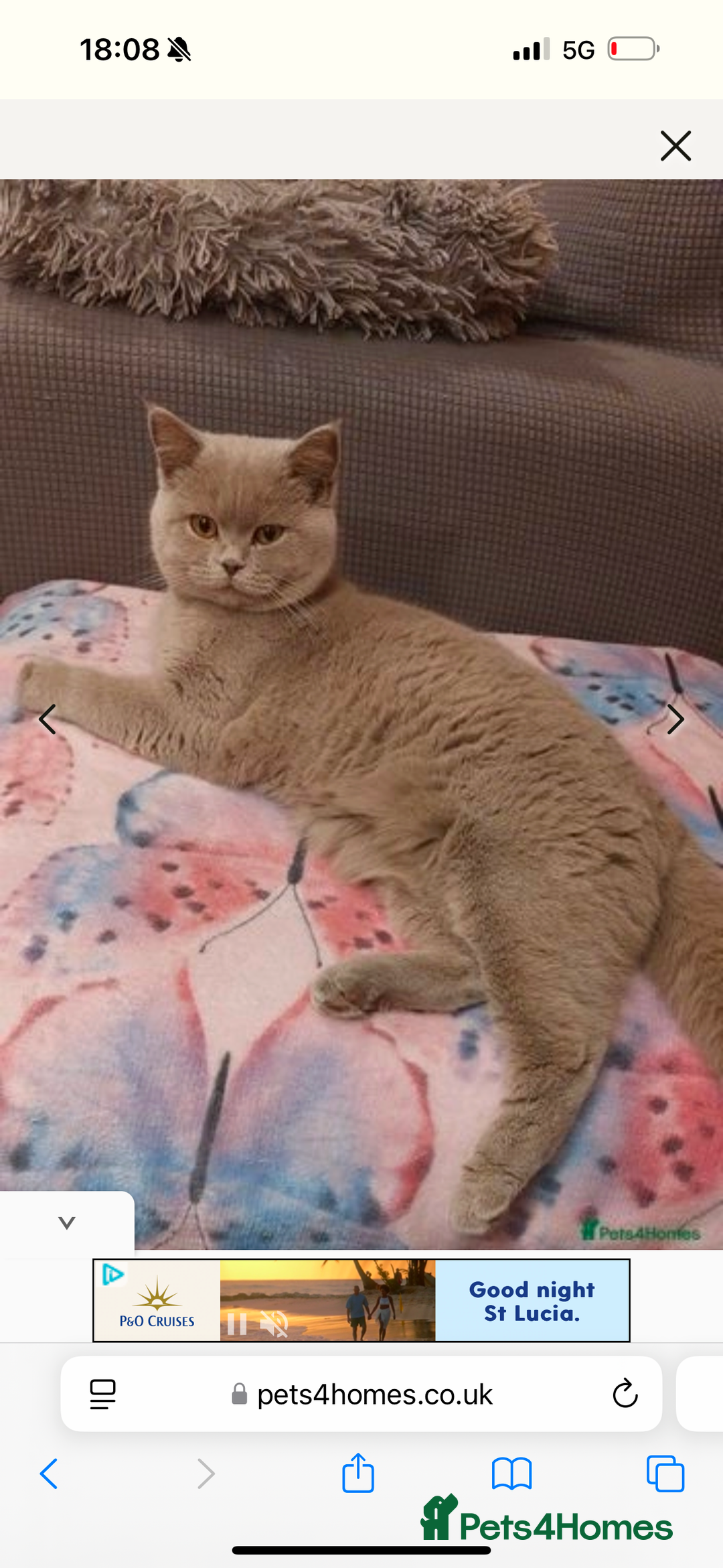 British Shorthair cats for sale: British shorthair kittens  - Image 1