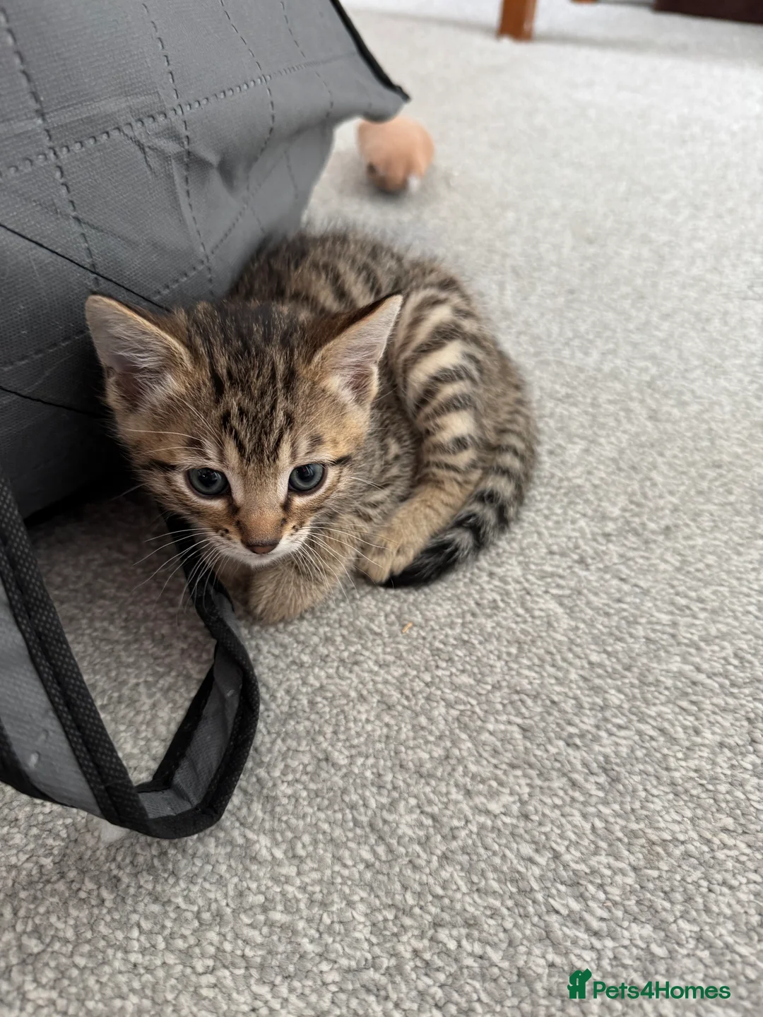 Mixed Breed cats for sale: TICA Registered Bengal x Russian Blue Kittens - Advert 7