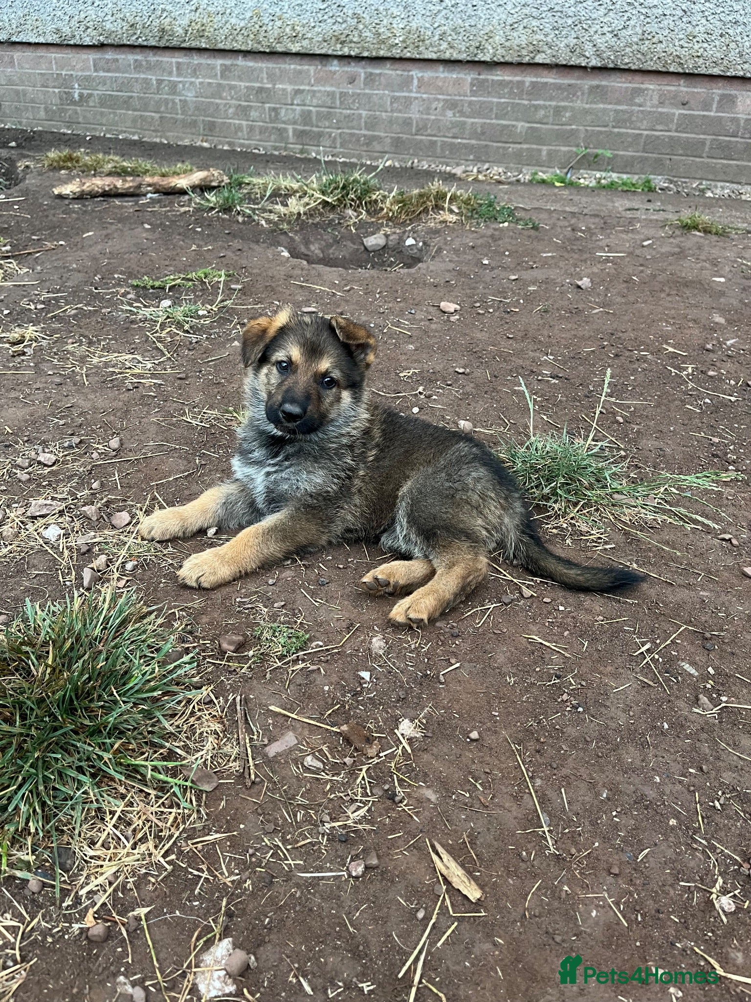 German Shepherd dogs German Shepherd puppies for sale  - Advert 1