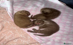 British Shorthair cats for sale: Chocolate British Shorthair Kittens - Image 3