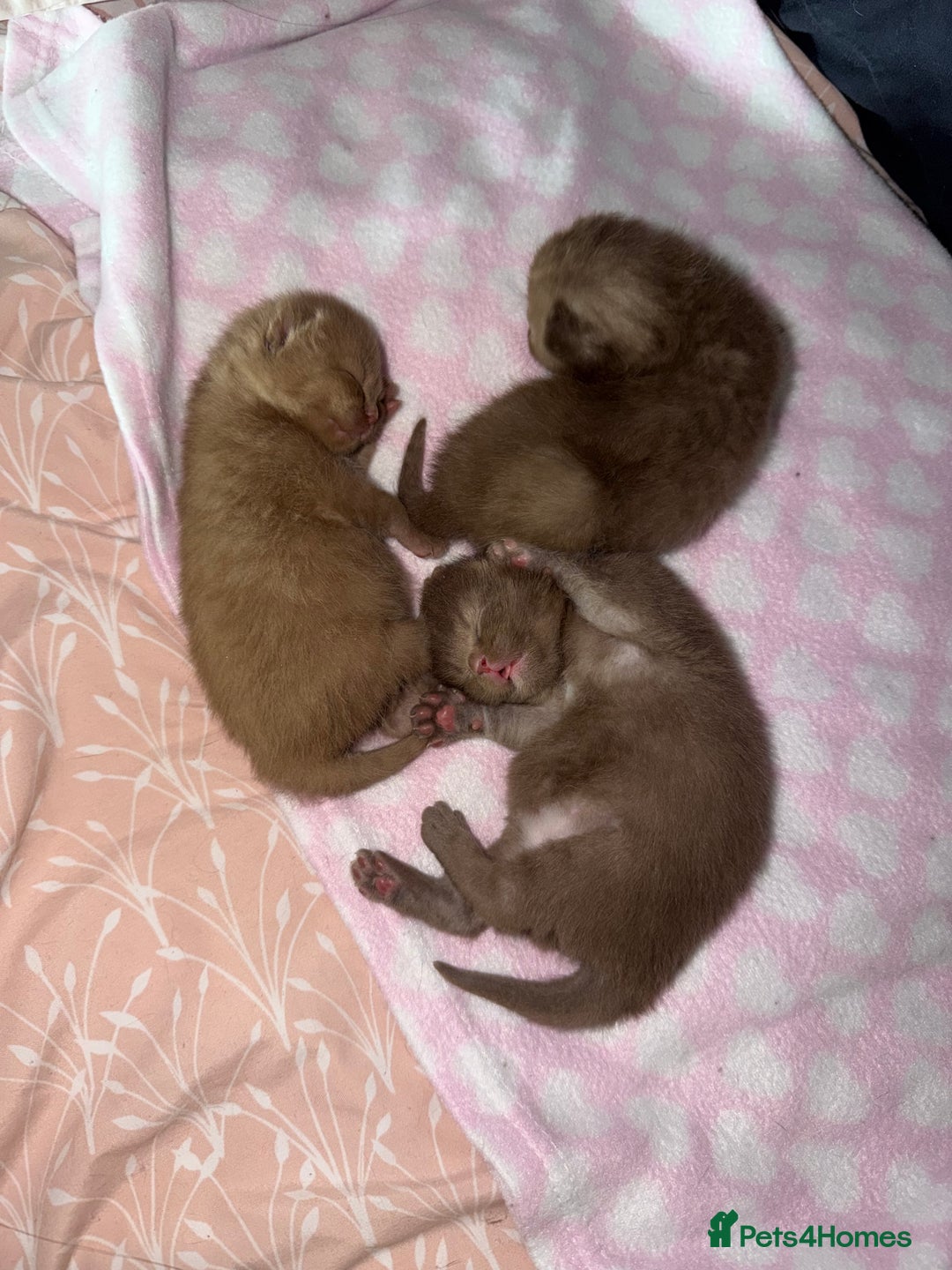 British Shorthair cats for sale: Chocolate British Shorthair Kittens - Image 3