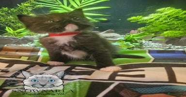Ragdoll cats - Advert 6