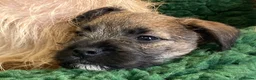 Mixed Breed dogs for sale: Border Terrier x Norfolk - Advert 14
