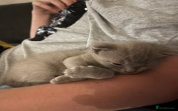 Mixed Breed cats for sale: Beautiful Ragdoll x BSH kittens for sale! - Image 16