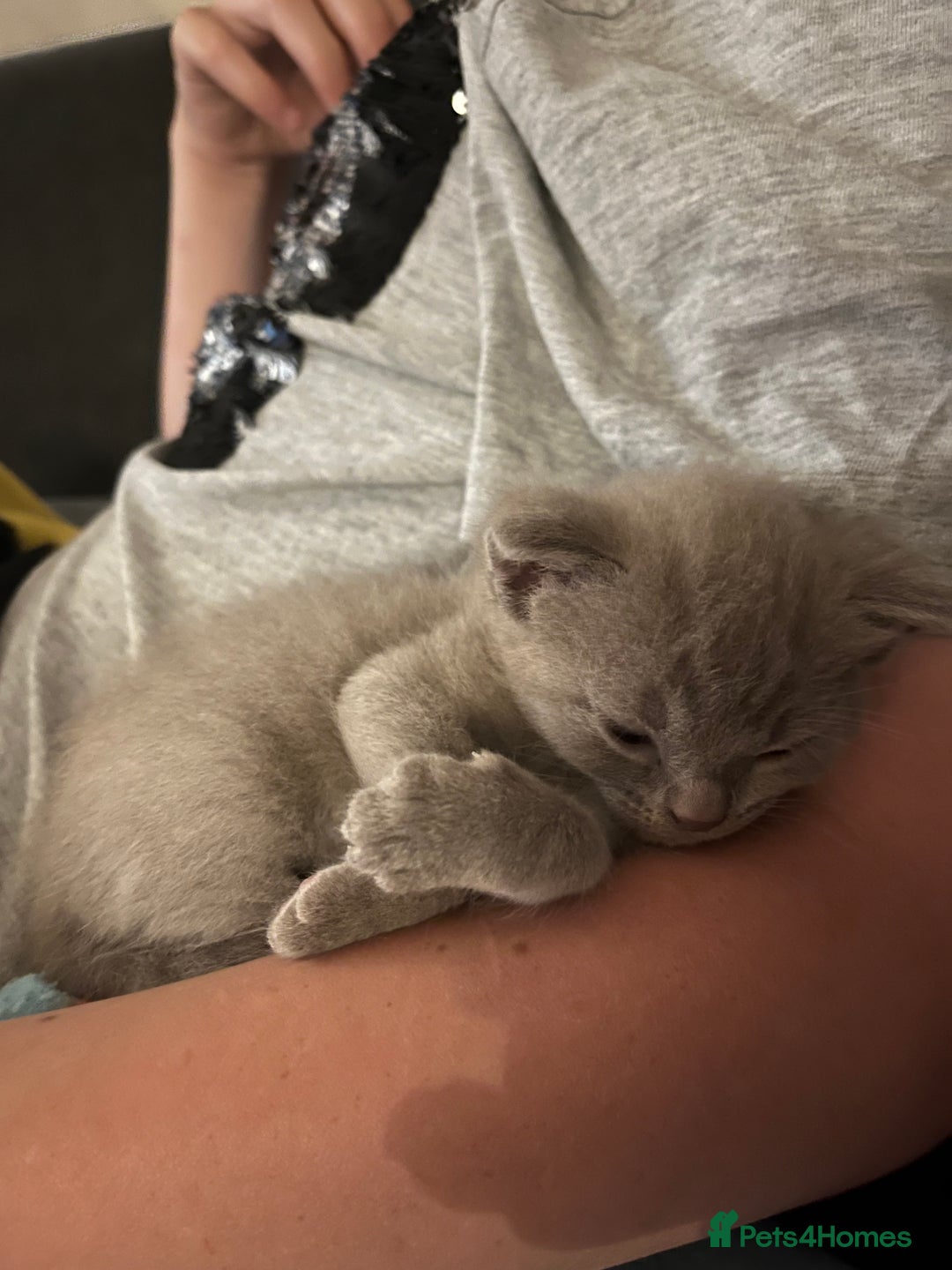 Mixed Breed cats for sale: Beautiful Ragdoll x BSH kittens for sale! - Image 16