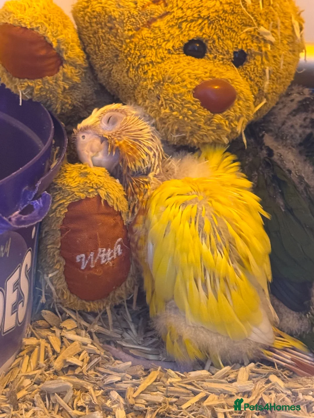 Conures birds for sale: Currently, Hand Rearing 5 mixed conure babies in Canterbury - Advert 1