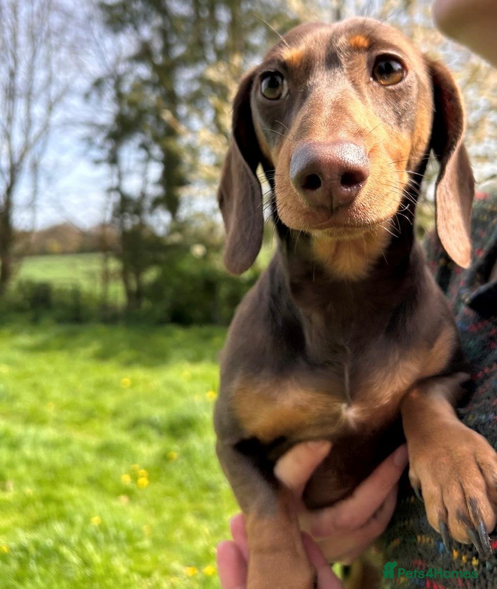 Miniature Dachshund dogs Beautiful Chocolate and Tan 2 year old Female - Advert 2