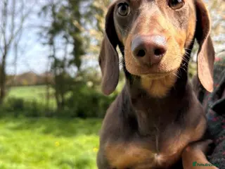 Miniature Dachshund dogs Beautiful Chocolate and Tan 2 year old Female - Advert 2