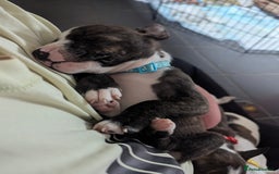 English Bull Terrier dogs for sale: English bull terrier cross staffys - Image 31