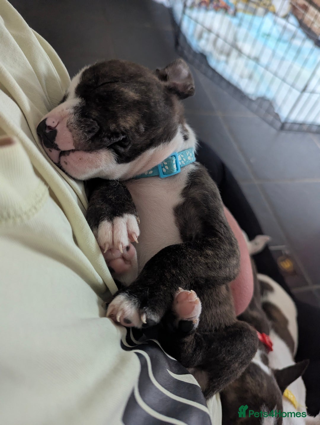 English Bull Terrier dogs for sale: English bull terrier cross staffys - Image 31