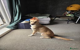 Mixed Breed dogs for adoption: Fely  - Image 3