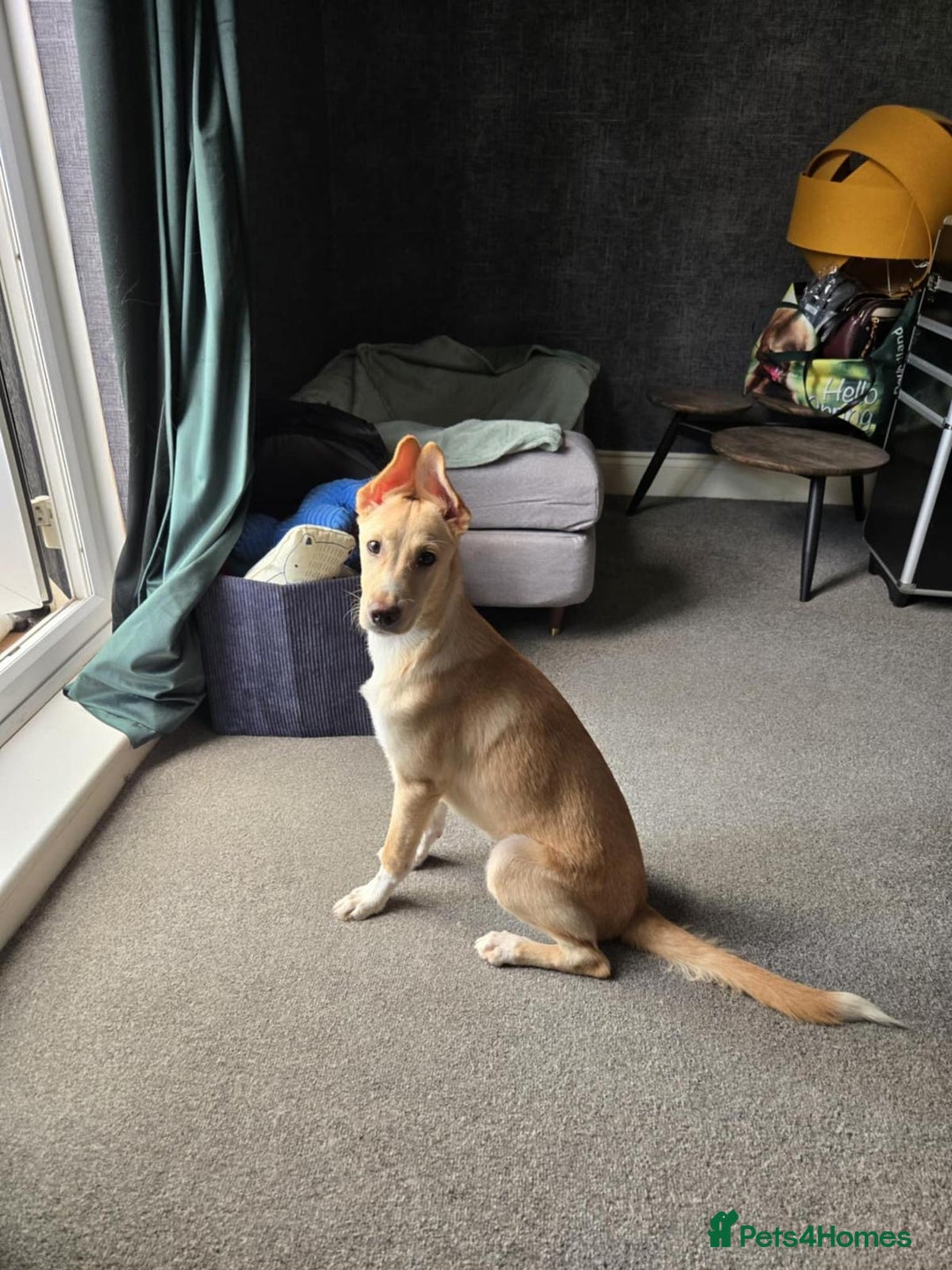 Mixed Breed dogs for adoption: Fely  - Image 3