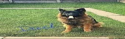German Shepherd dogs for sale: 9 beautiful german shepards looking for a home - Advert 17