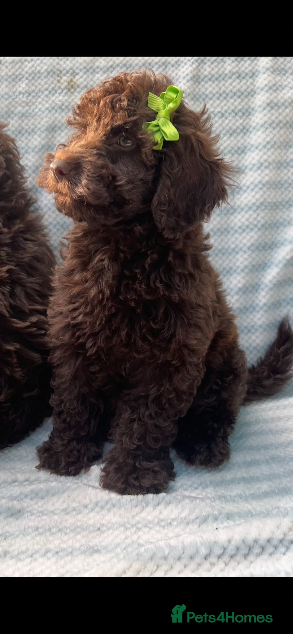 Cockapoo dogs CHOCOLATE COCKAPOOS BOYS PUPPYS PRA CLEAR - Advert 2