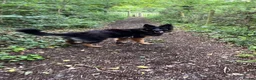 German Shepherd dogs for sale: Looking for new house - Advert 8