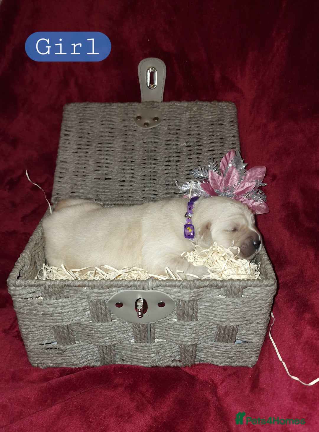 Golden Retriever dogs for sale: KC ADDORABLE CUTE GOLDEN RETRIEVER PUPPIES - Advert 6