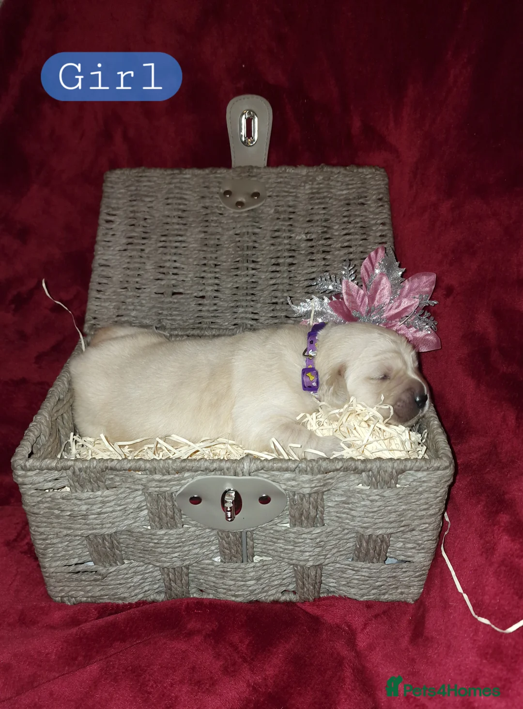 Golden Retriever dogs for sale: KC ADDORABLE CUTE GOLDEN RETRIEVER PUPPIES - Advert 16